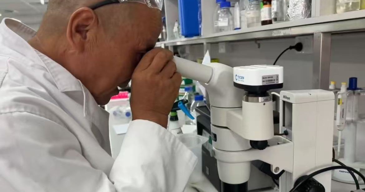 In-house laboratory work at the microscope — cane-toad targeted therapeutics R&D programme